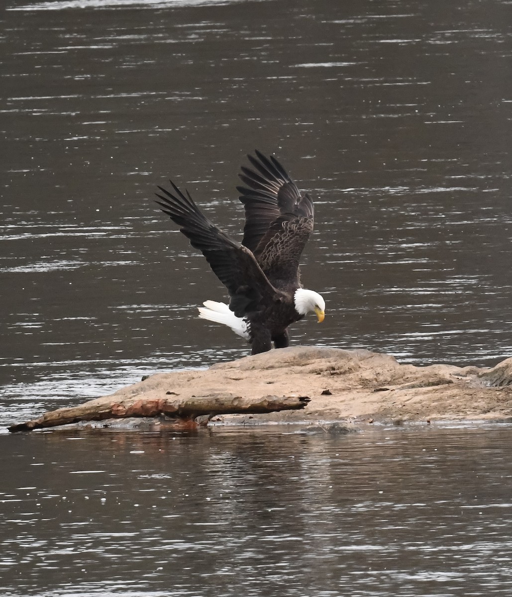 Bald Eagle - Cindy Stacy