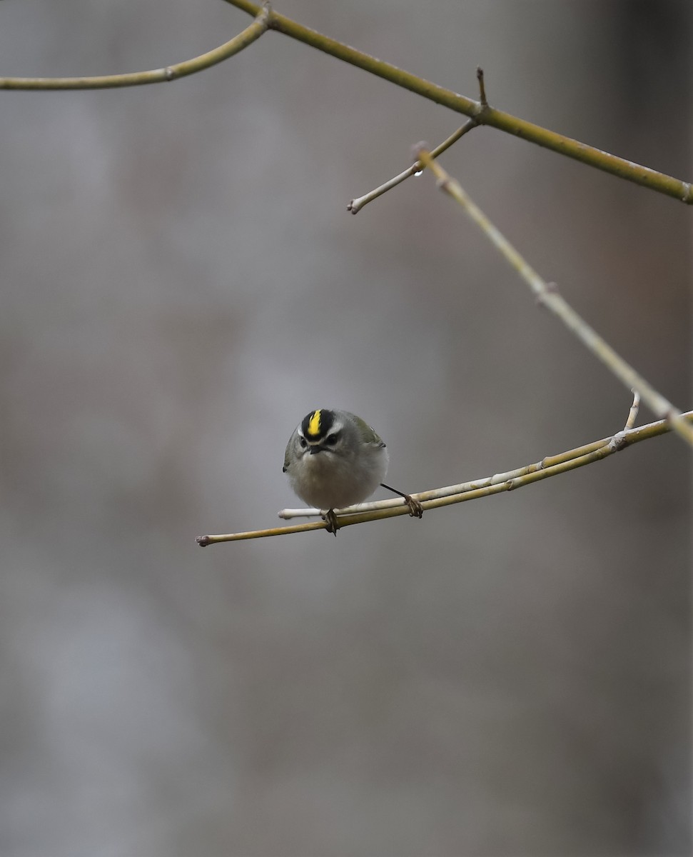 Golden-crowned Kinglet - Cindy Stacy