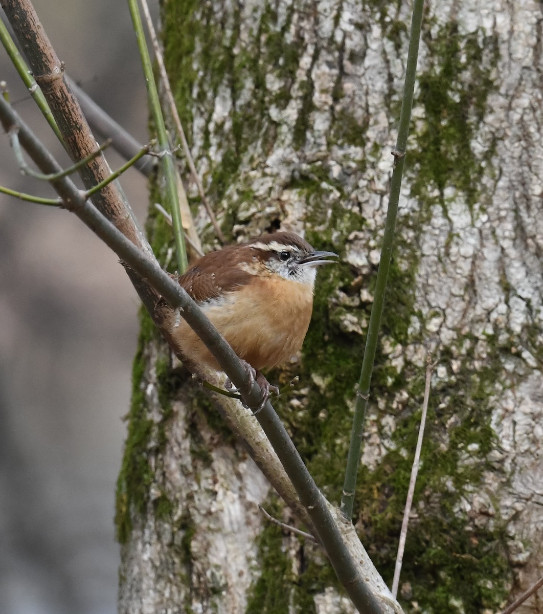 Carolina Wren - Cindy Stacy