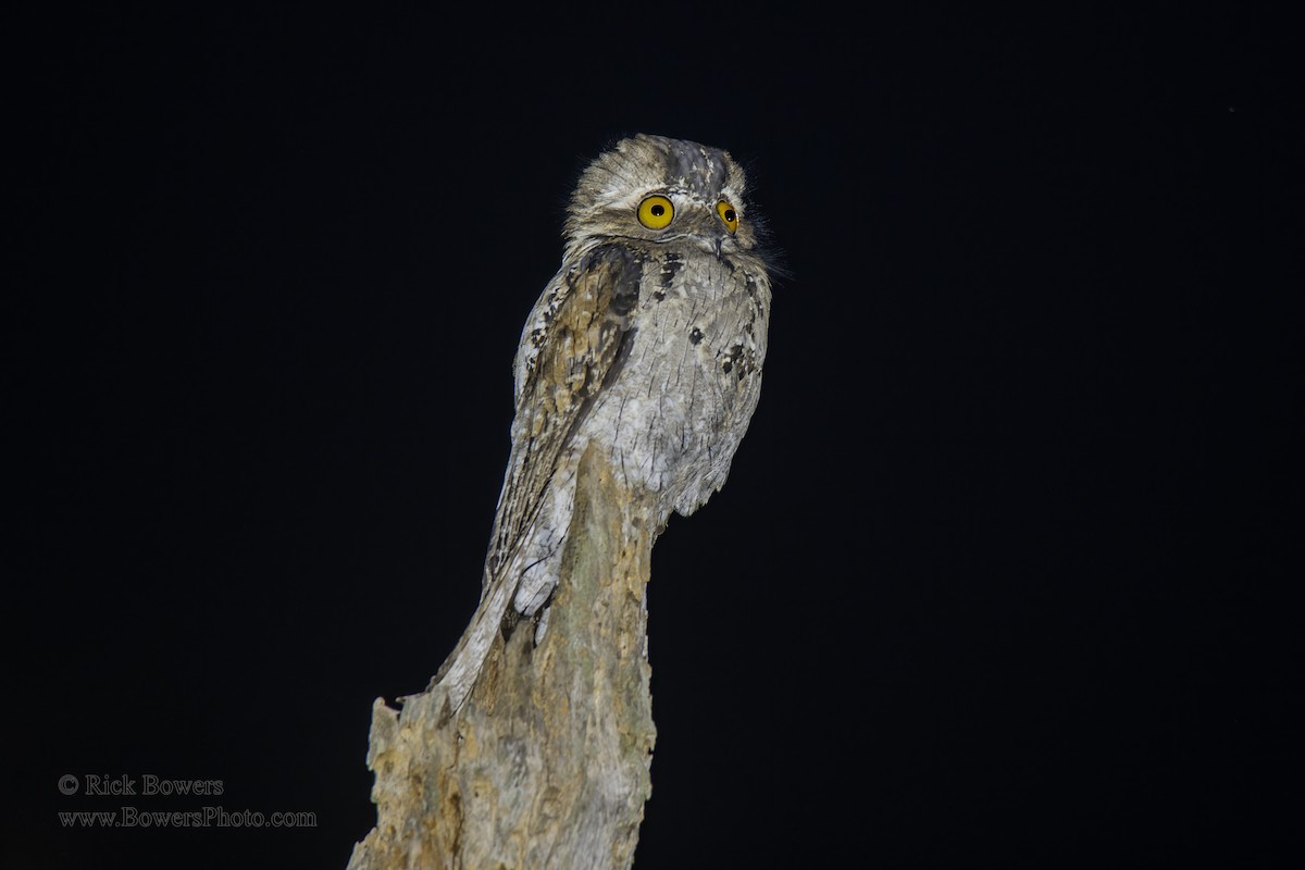 Northern Potoo - Rick Bowers