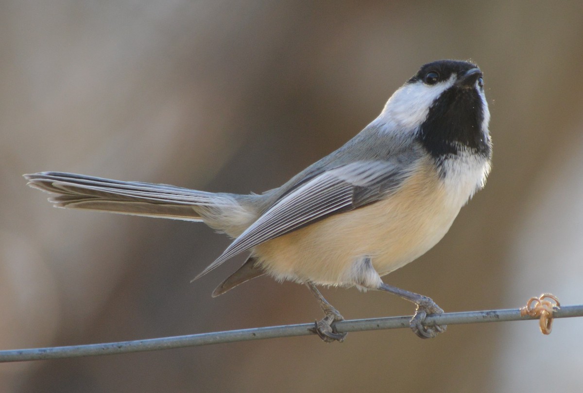 Black-capped Chickadee - ML394647081