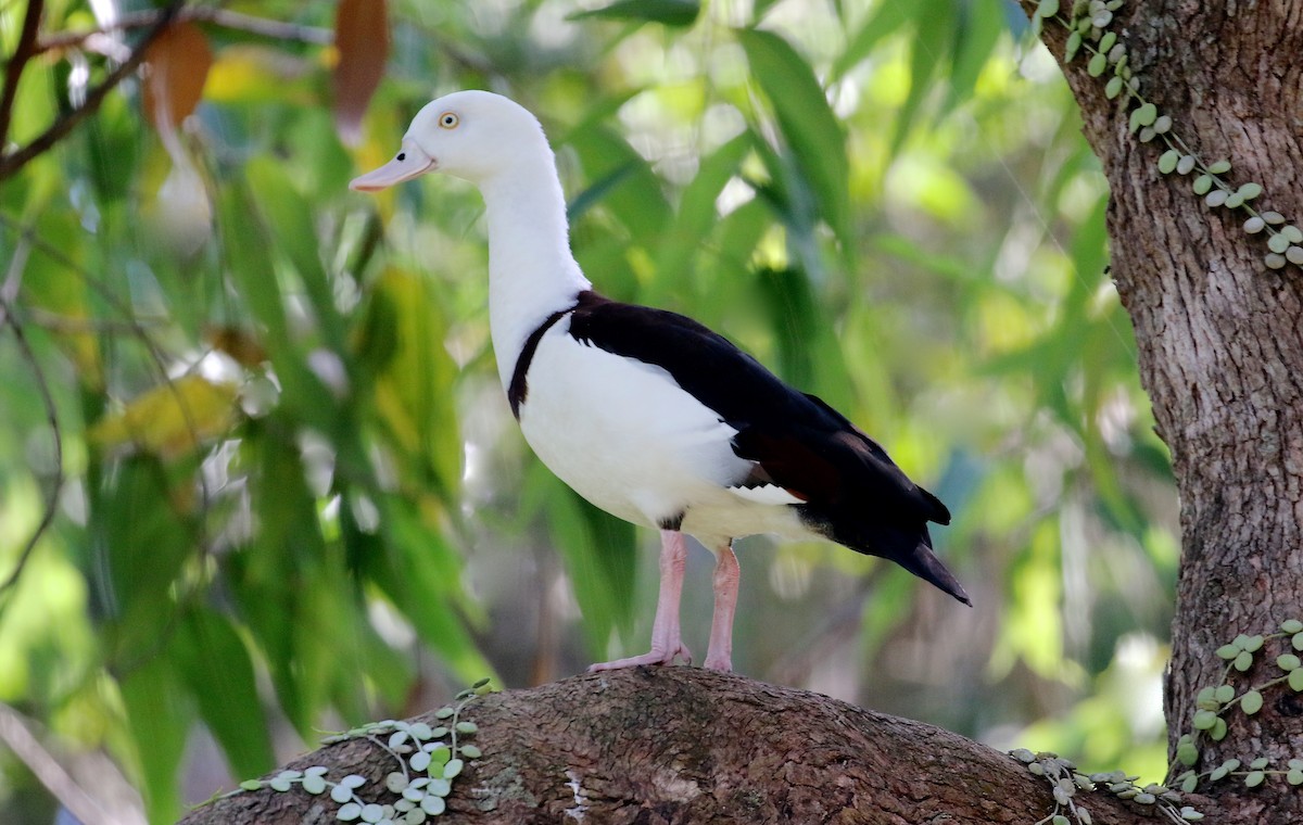 Radjah Shelduck - Gil Ewing