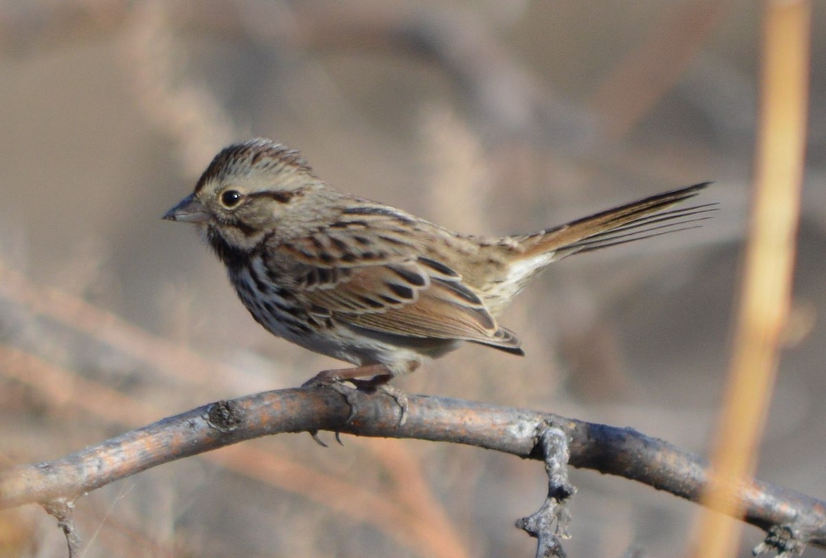 Song Sparrow - ML394647551