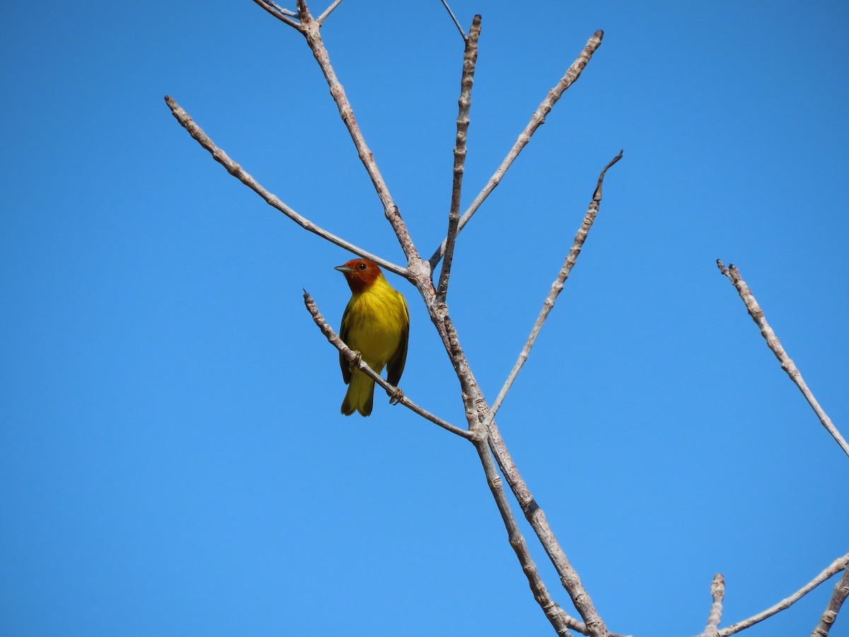 Yellow Warbler (Mangrove) - ML394648411
