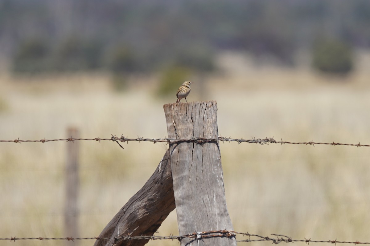 Australian Pipit - Richard Maarschall