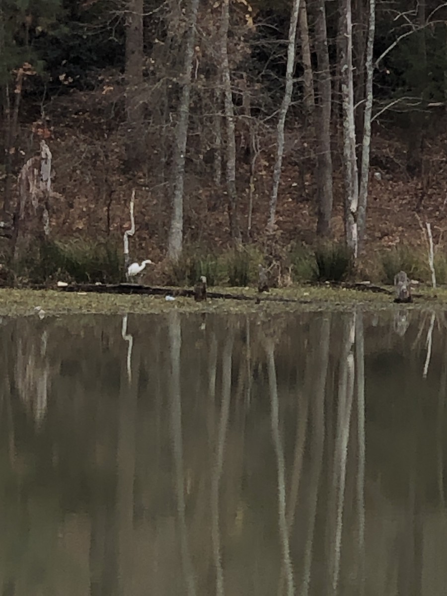 Great Egret - ML394649441