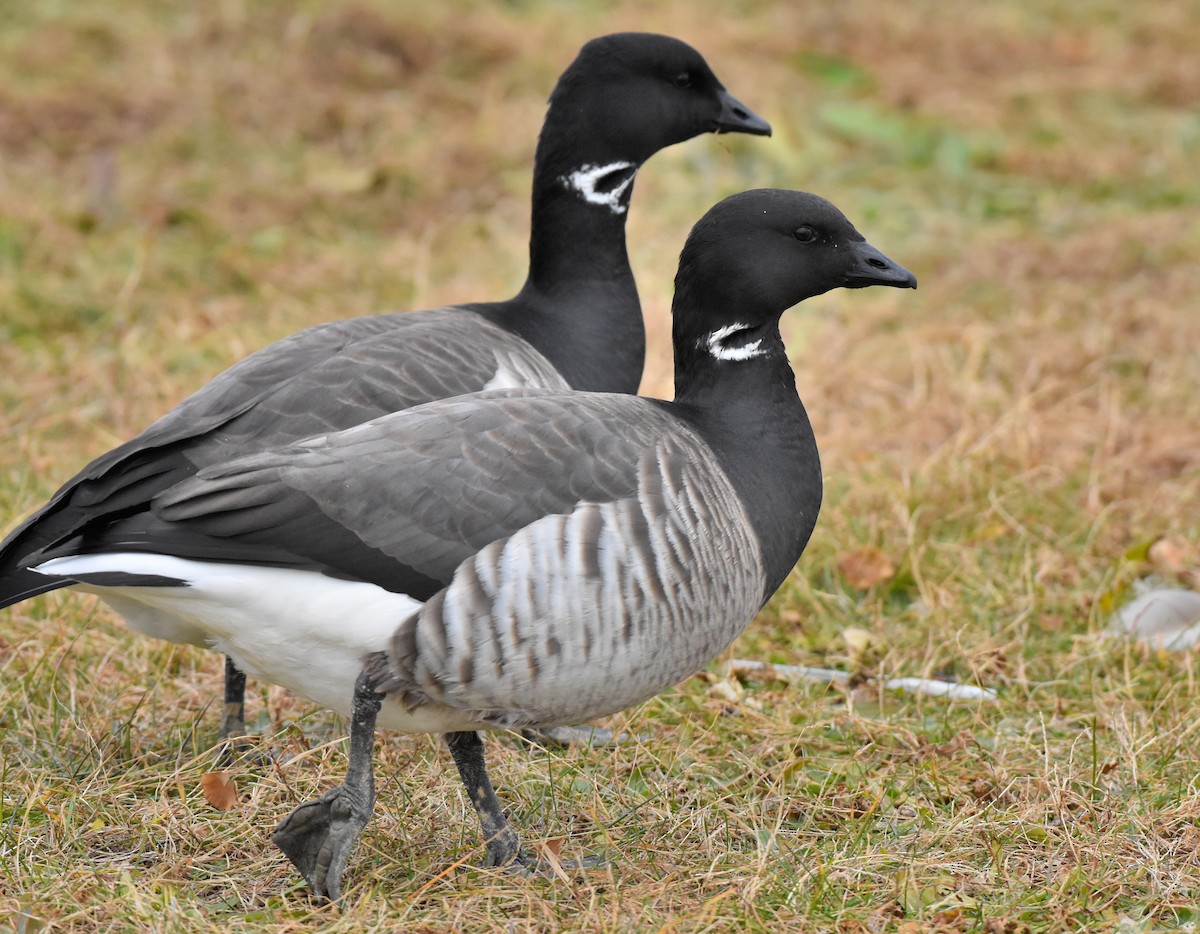 Brant (Atlantic) - ML394649651