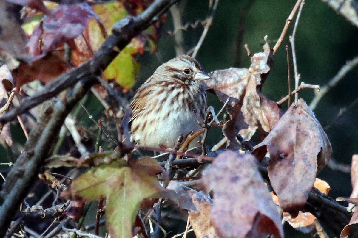 Song Sparrow - ML394652791