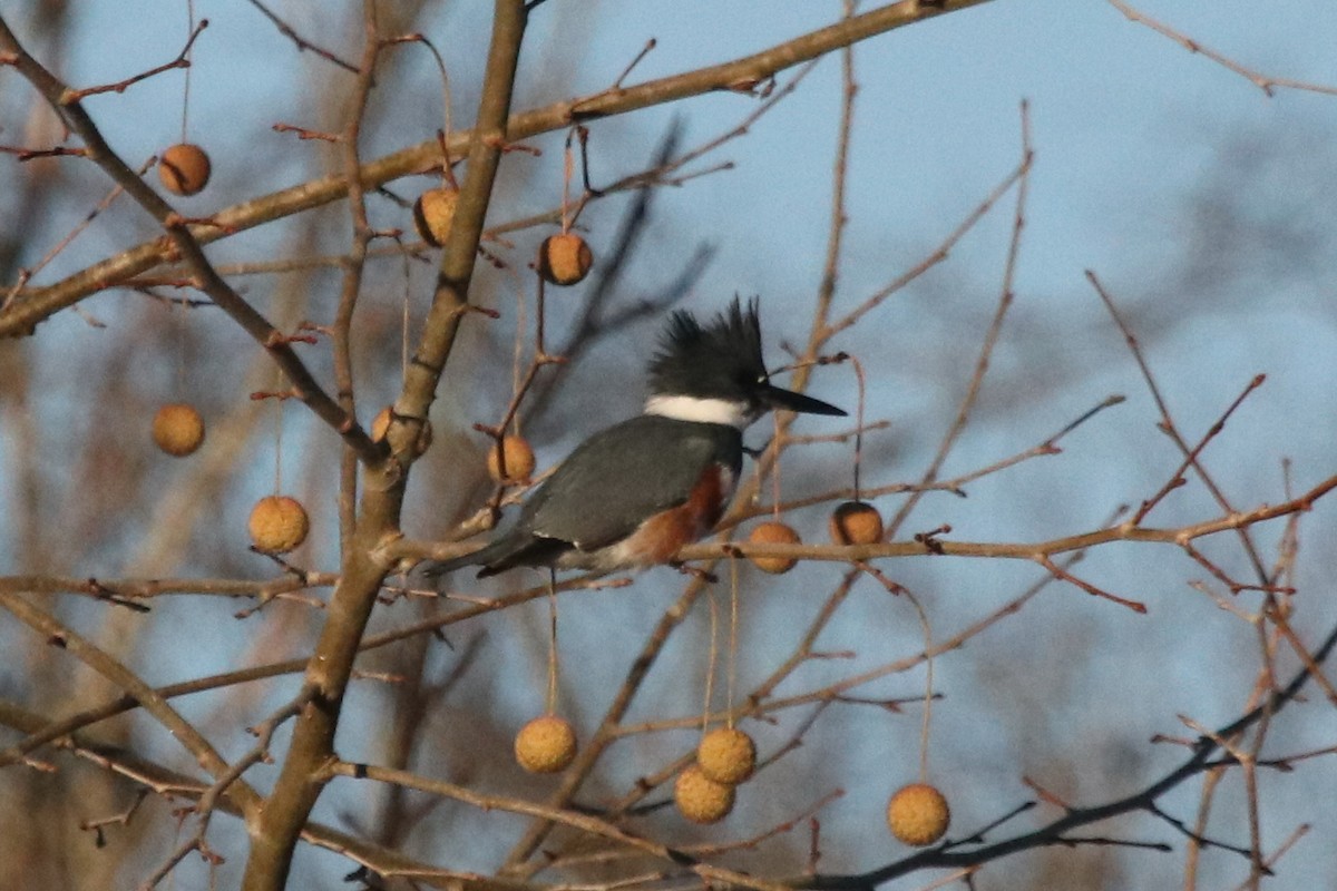 Belted Kingfisher - ML394652811