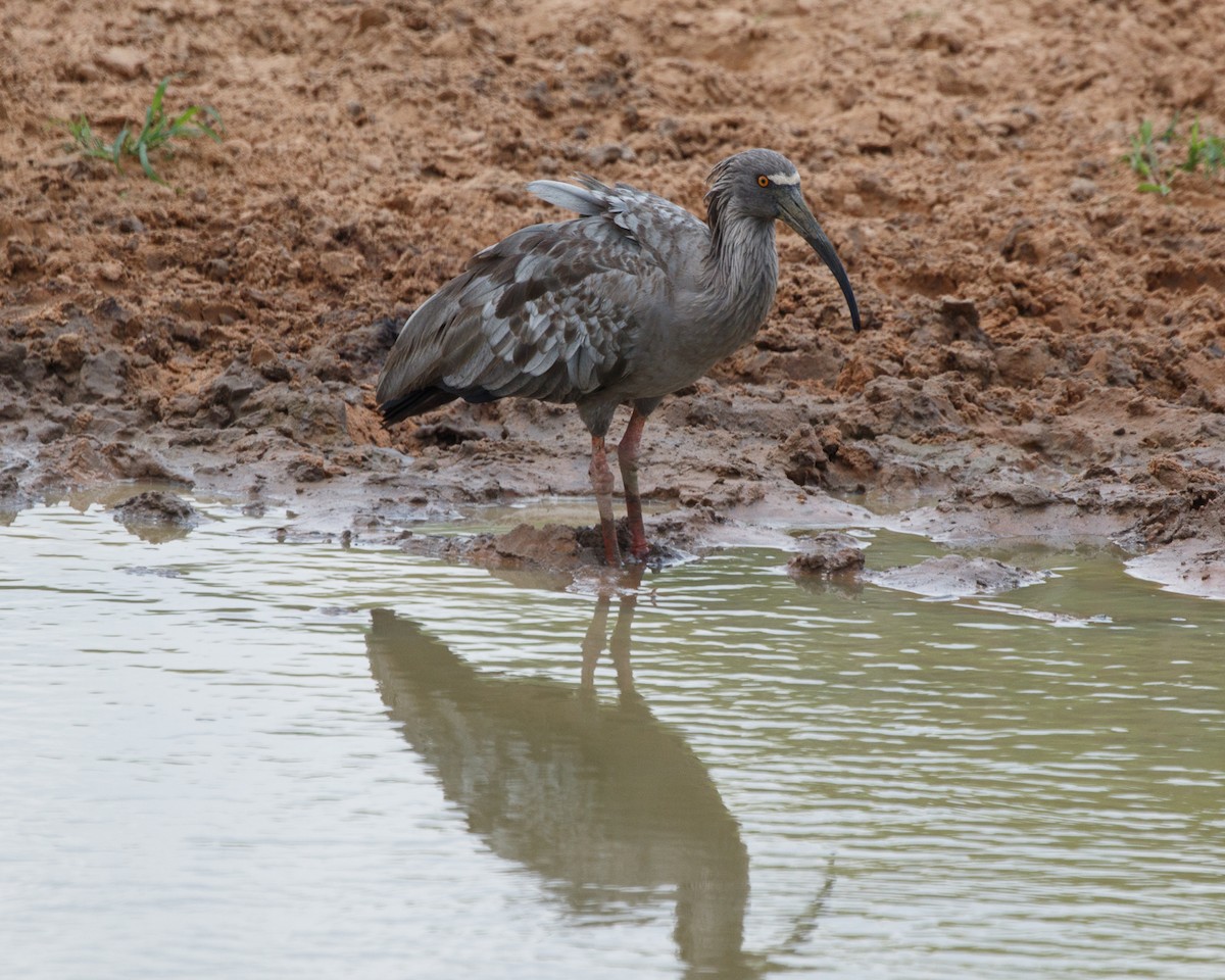 Plumbeous Ibis - Silvia Faustino Linhares