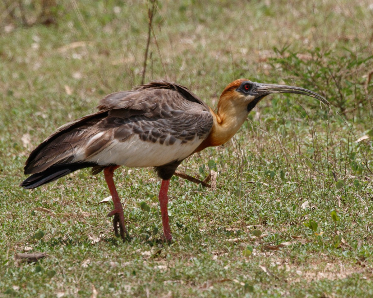 ibis bělokřídlý - ML394653701