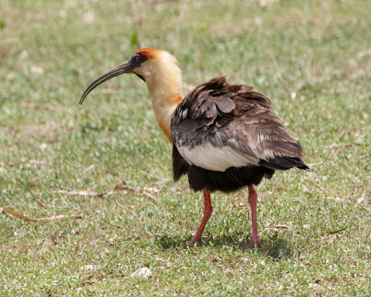 Buff-necked Ibis - ML394653711