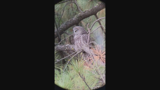 Great Gray Owl - ML394653721