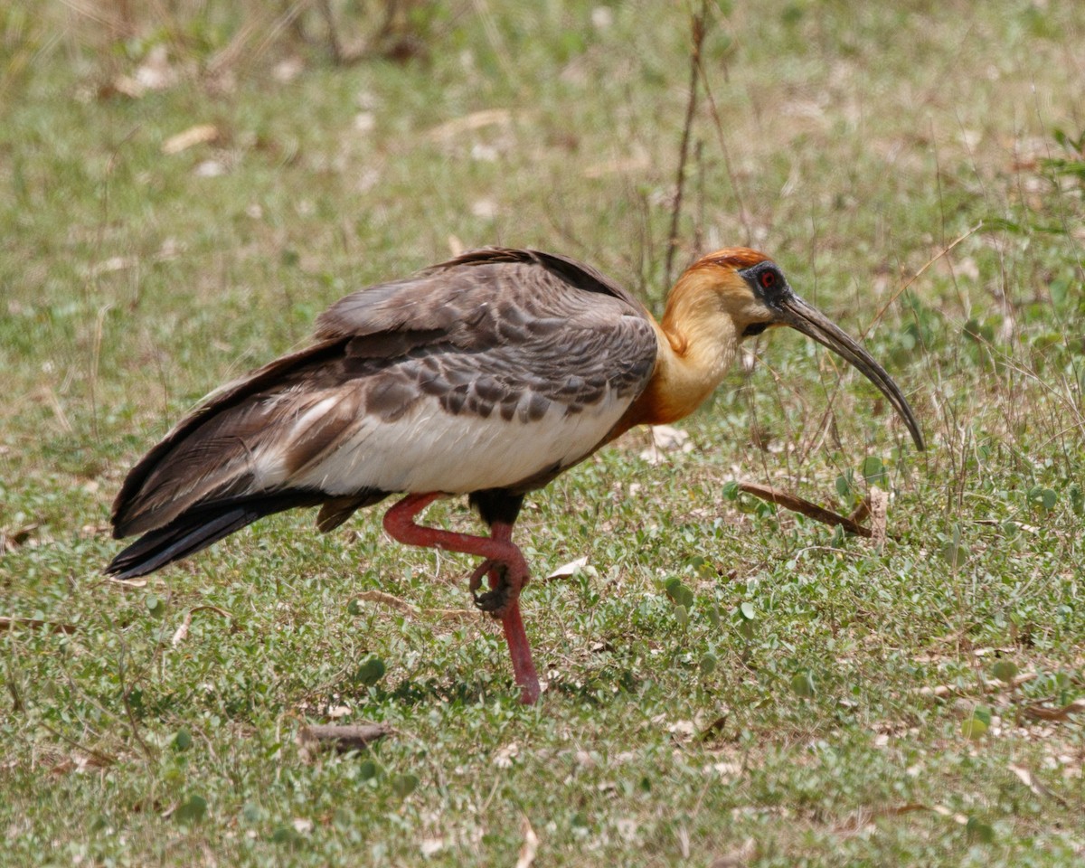 ibis bělokřídlý - ML394653741