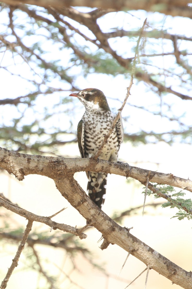 Dideric Cuckoo - ML394654561