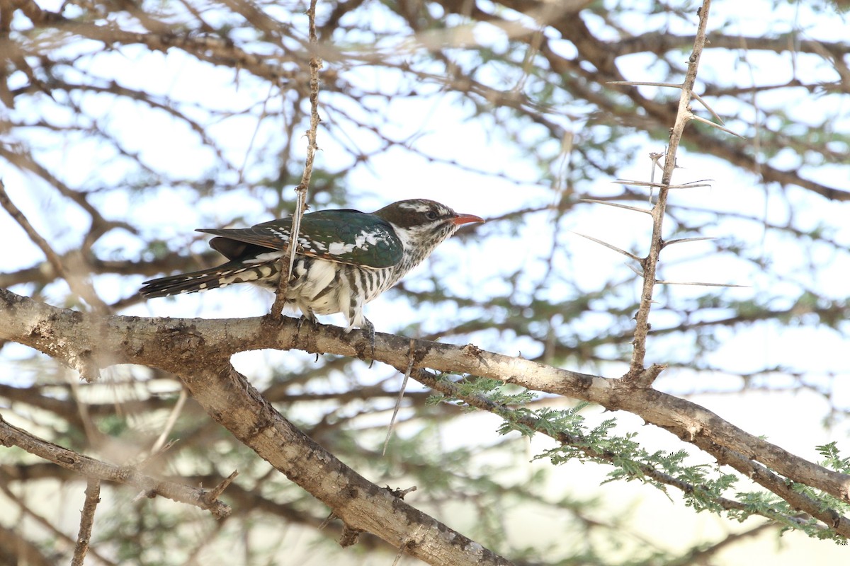 Dideric Cuckoo - ML394654611