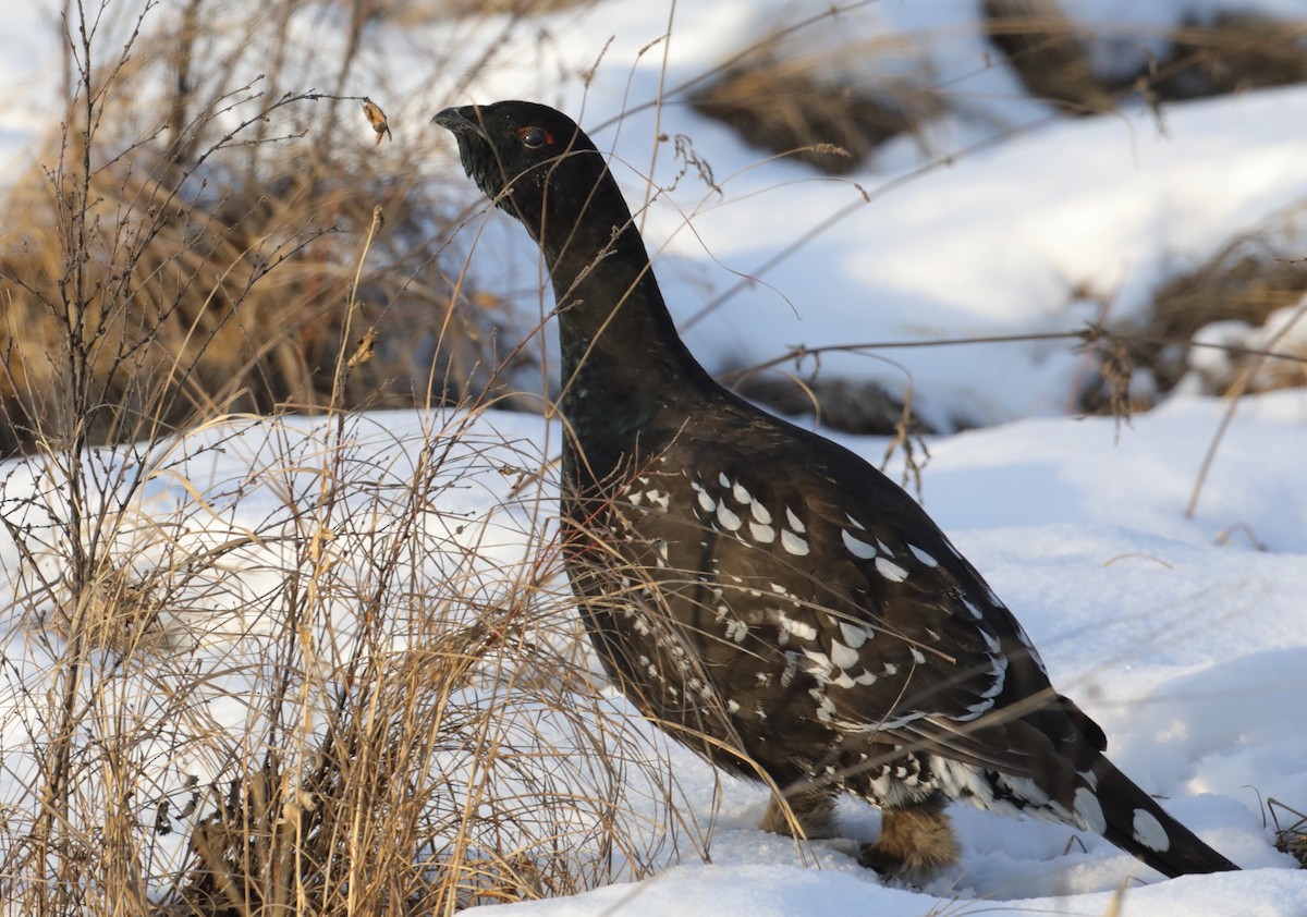 Black-billed Capercaillie - Vincent Wang