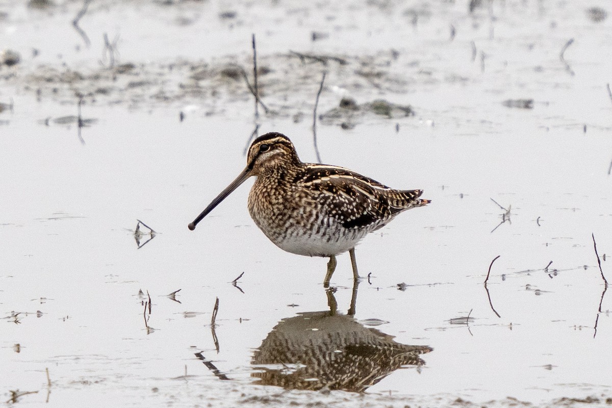 Wilson's Snipe - Michael Sullivan