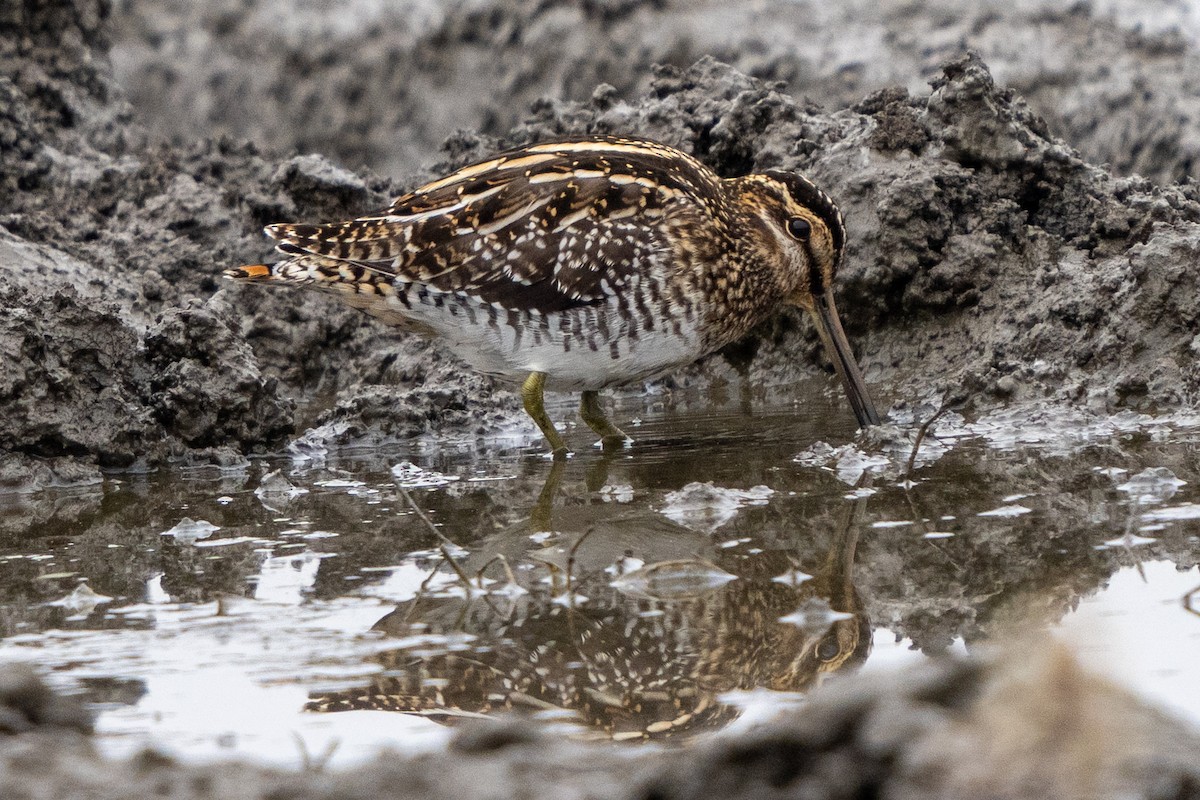 Wilson's Snipe - Michael Sullivan