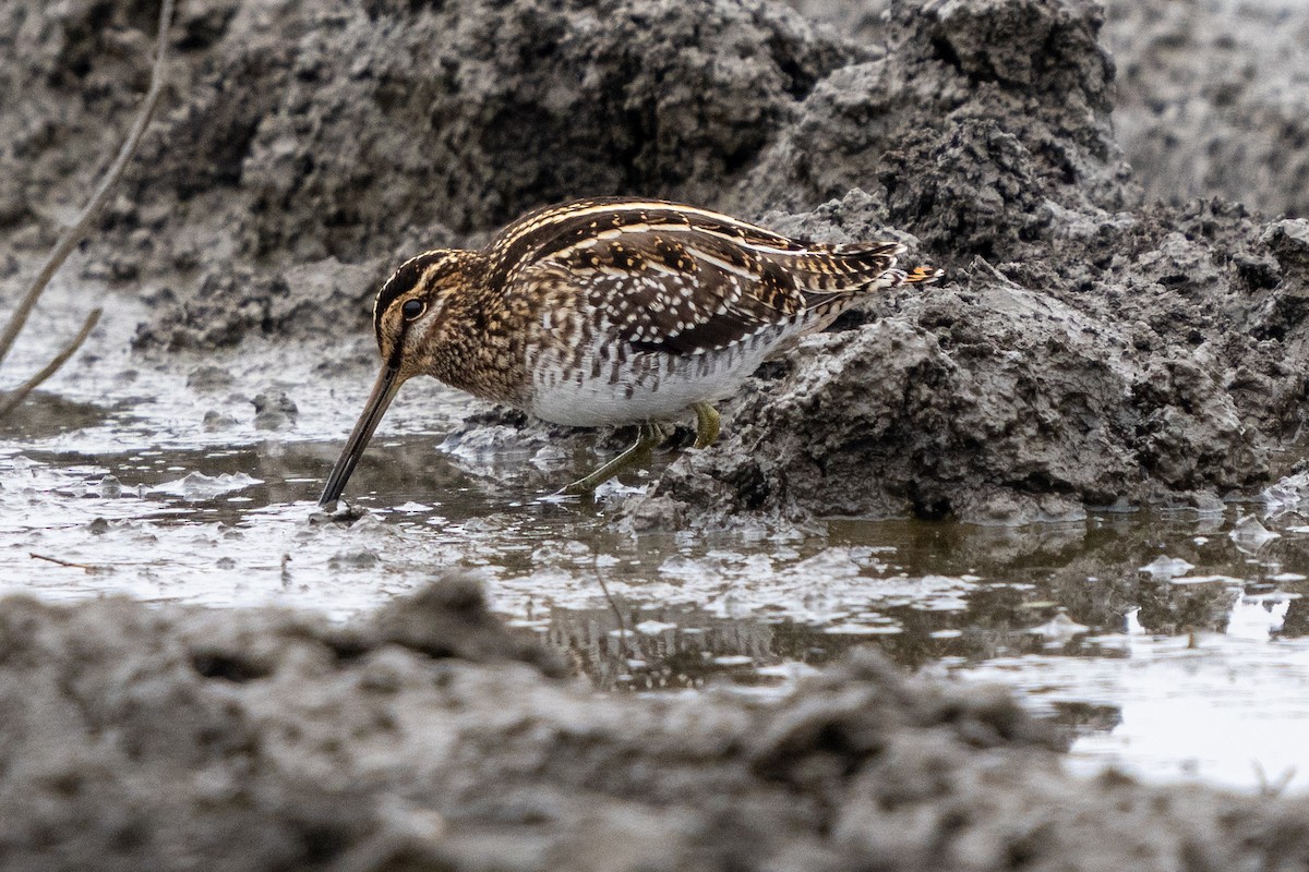 Wilson's Snipe - Michael Sullivan