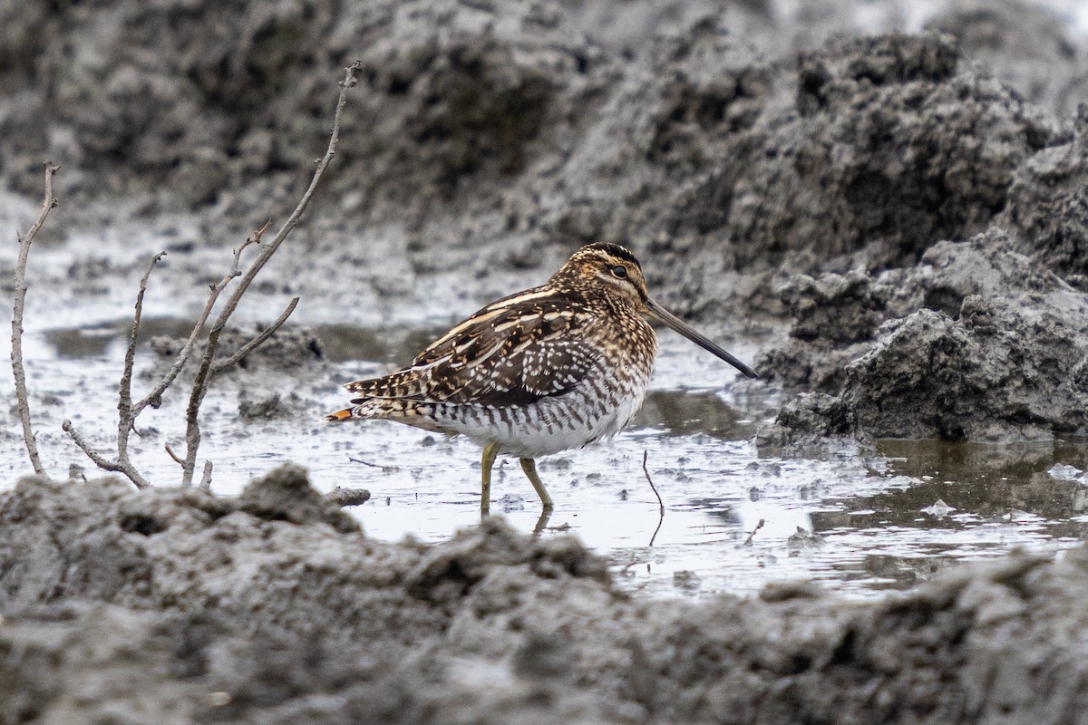 Wilson's Snipe - Michael Sullivan