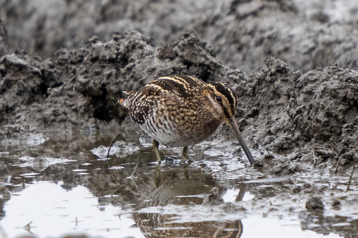 Wilson's Snipe - Michael Sullivan