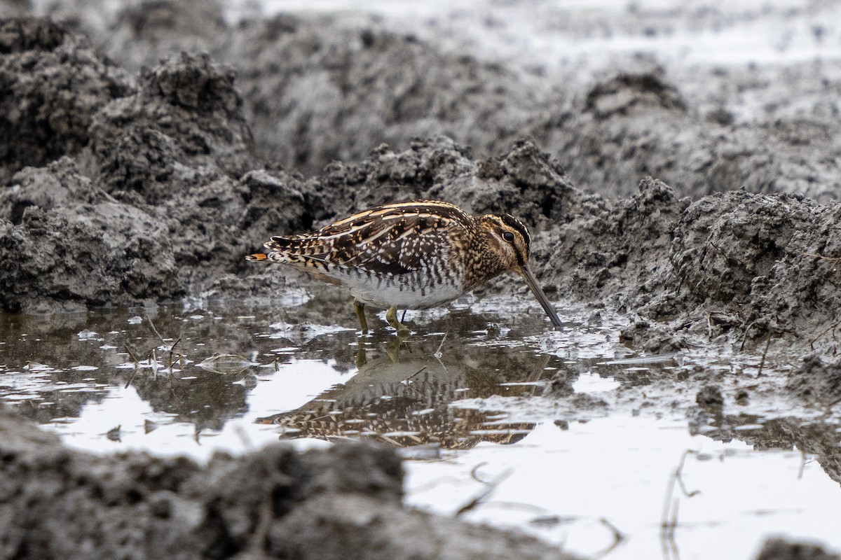 Wilson's Snipe - Michael Sullivan