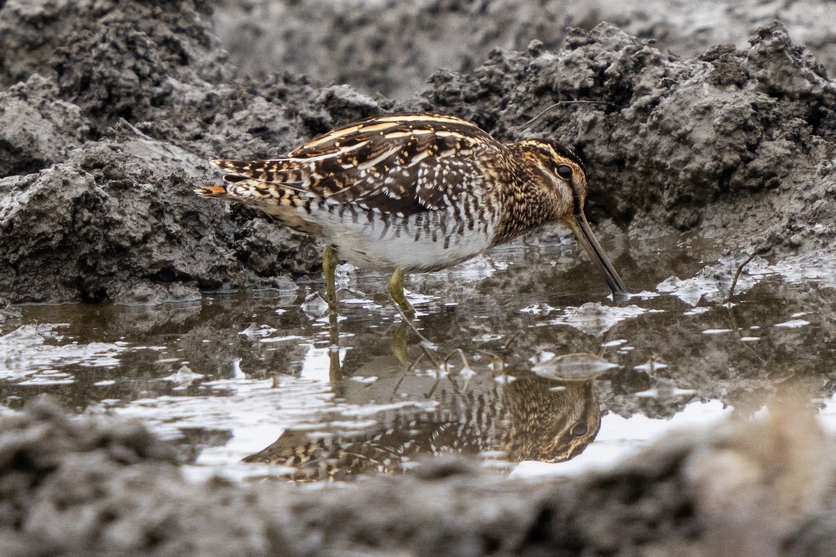 Wilson's Snipe - Michael Sullivan