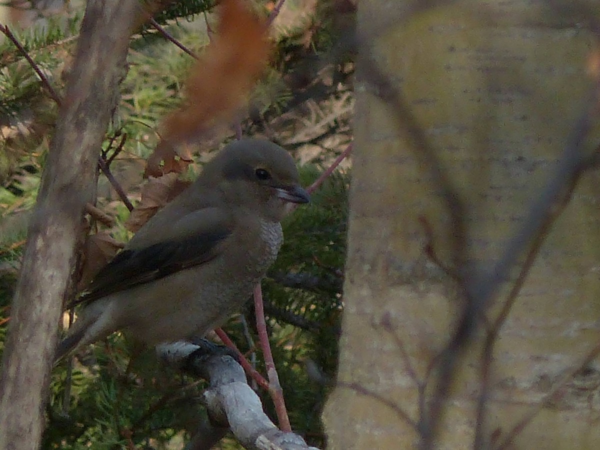 Northern Shrike - JeanTr Tremblay