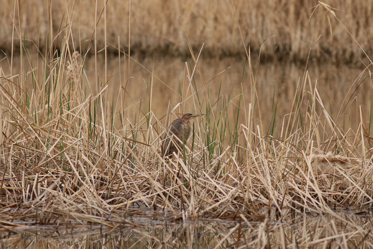 Purple Heron - ML394659011