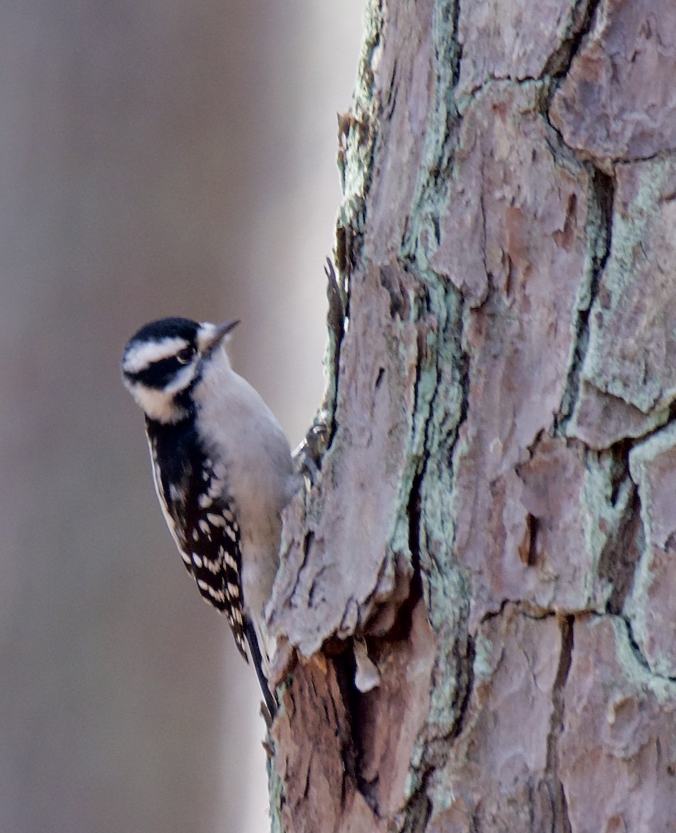 Downy Woodpecker - ML394660131