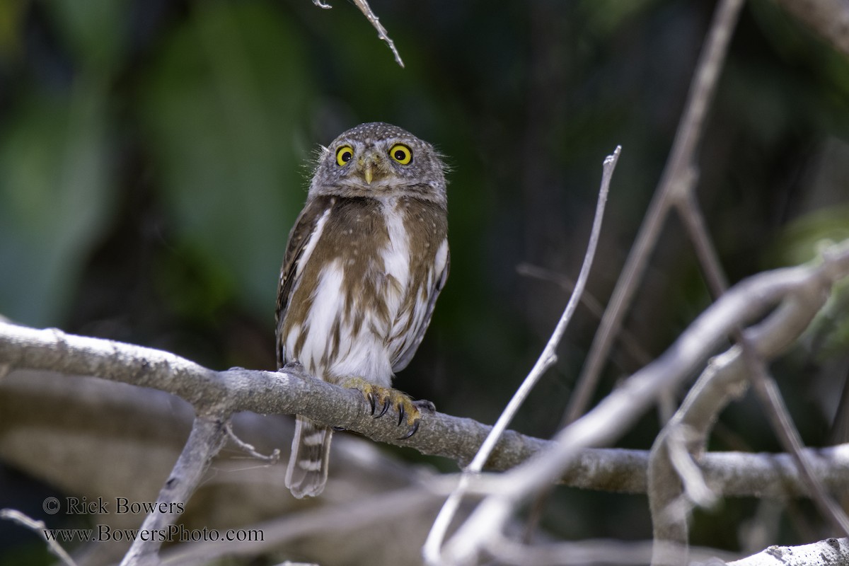 Colima Pygmy-Owl - Rick Bowers