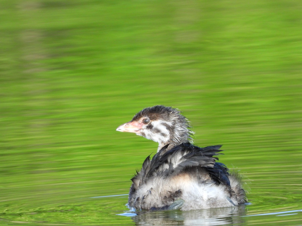 Pied-billed Grebe - Martha Cartwright