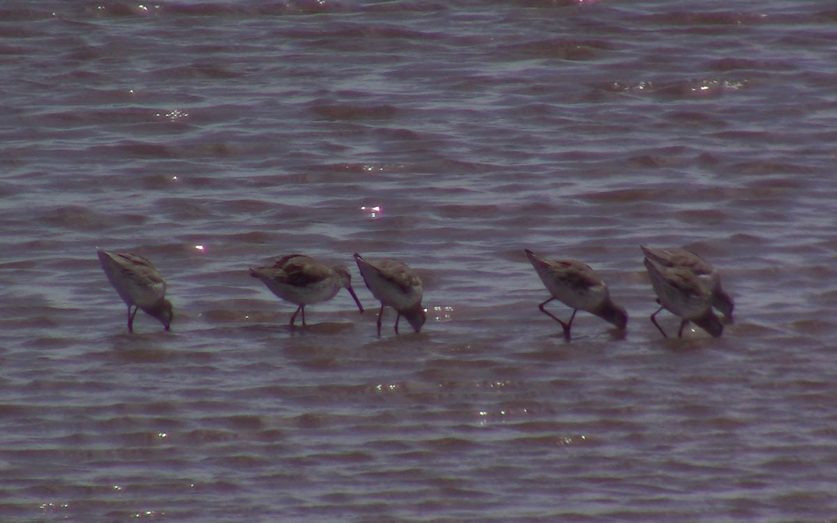 Stilt Sandpiper - ML394663561