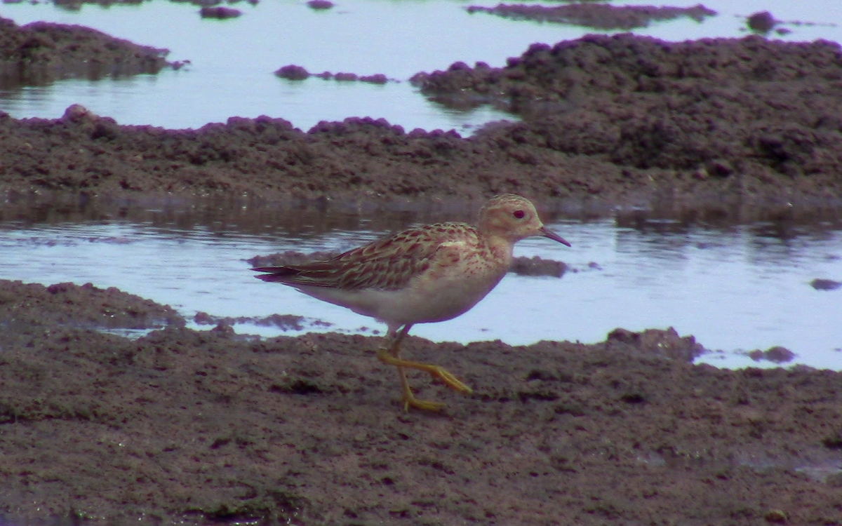 Buff-breasted Sandpiper - ML394663881