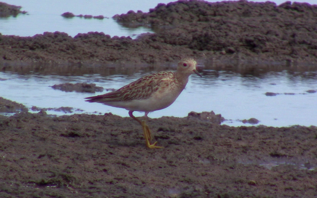 Buff-breasted Sandpiper - ML394663901