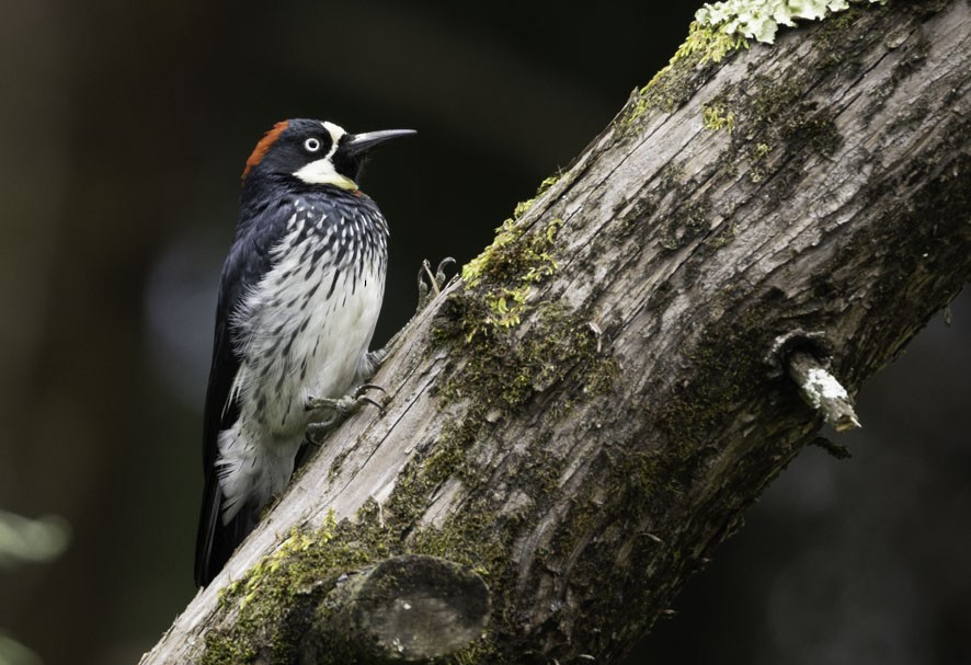 Acorn Woodpecker - ML394664631