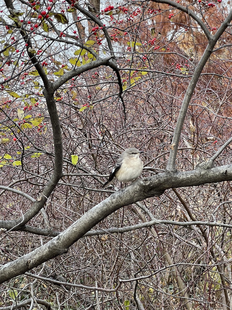 Northern Mockingbird - Christy Holden