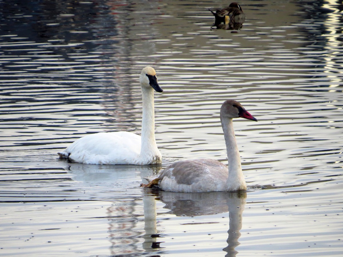 Trumpeter Swan - ML394665461