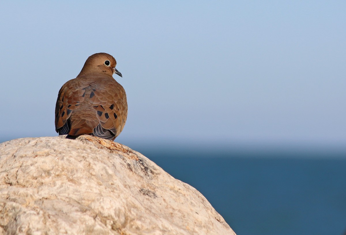 Mourning Dove - Andrew S. Aldrich