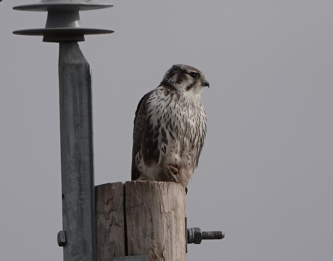 Prairie Falcon - dave koehler