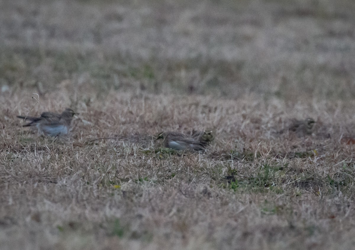 Horned Lark - ML394669751