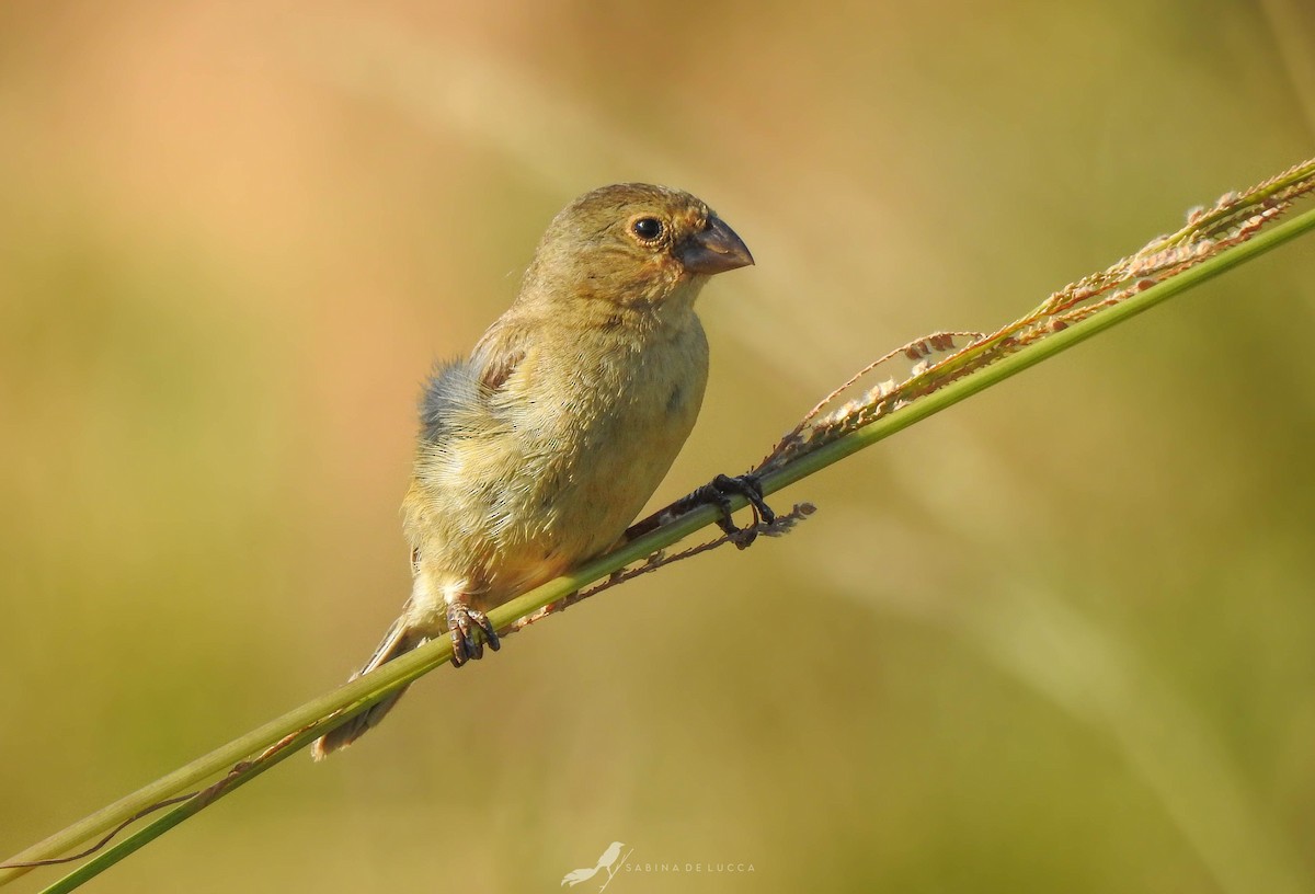 Chestnut Seedeater - Aves-del-Taragüí/ SabinaDeLucca