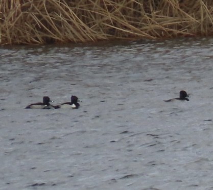 Ring-necked Duck - ML394672641