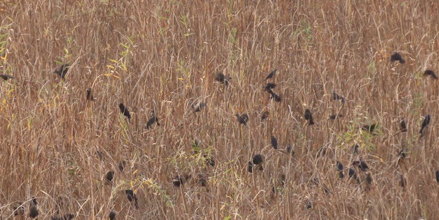 Red-winged Blackbird - Jim Rowoth