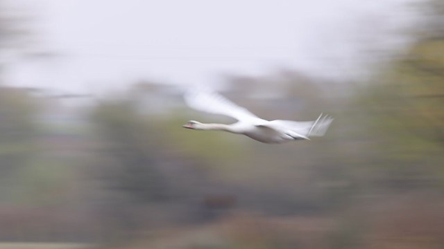 Mute Swan - ML394674271