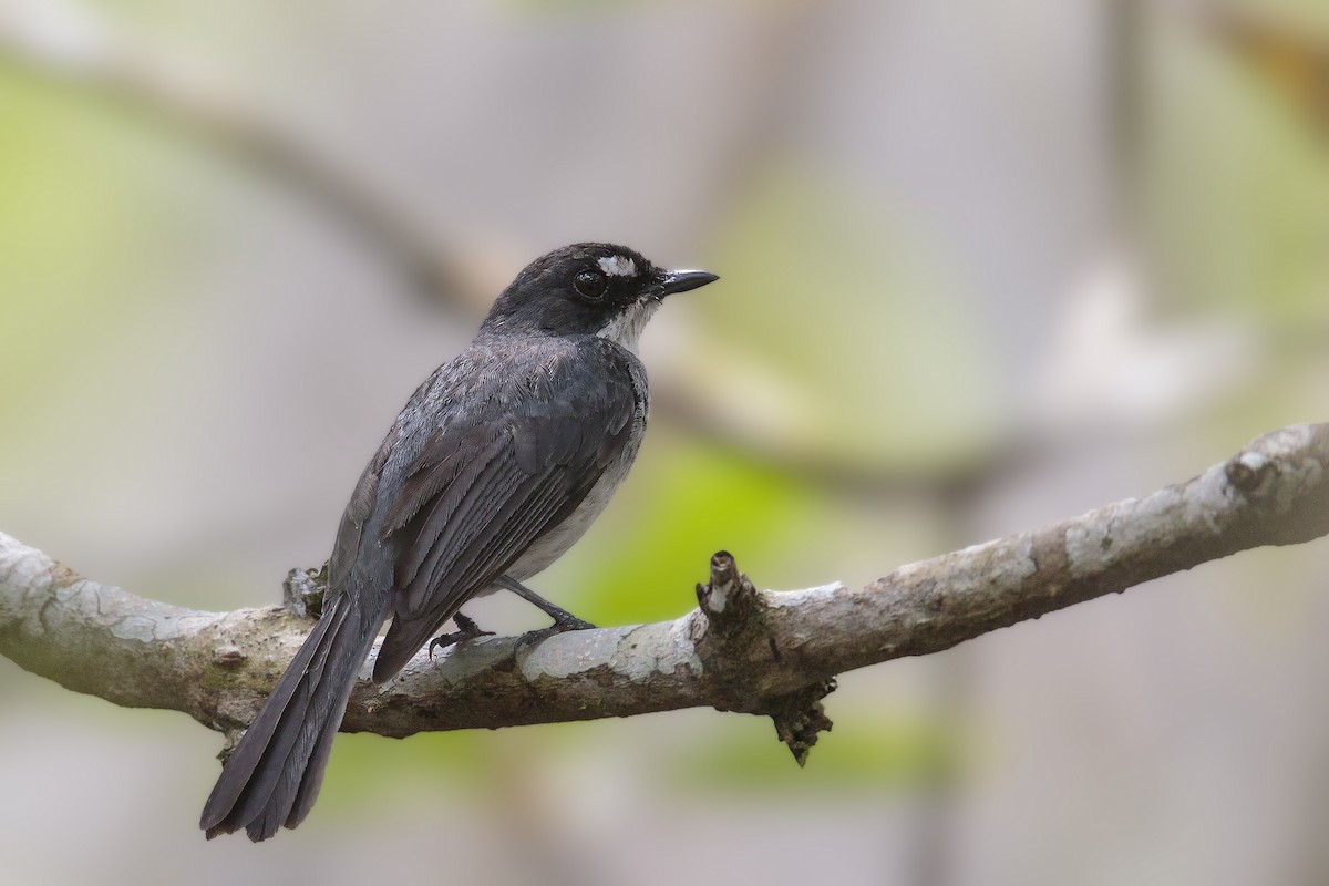 White-browed Forest-Flycatcher - Bradley Hacker 🦜