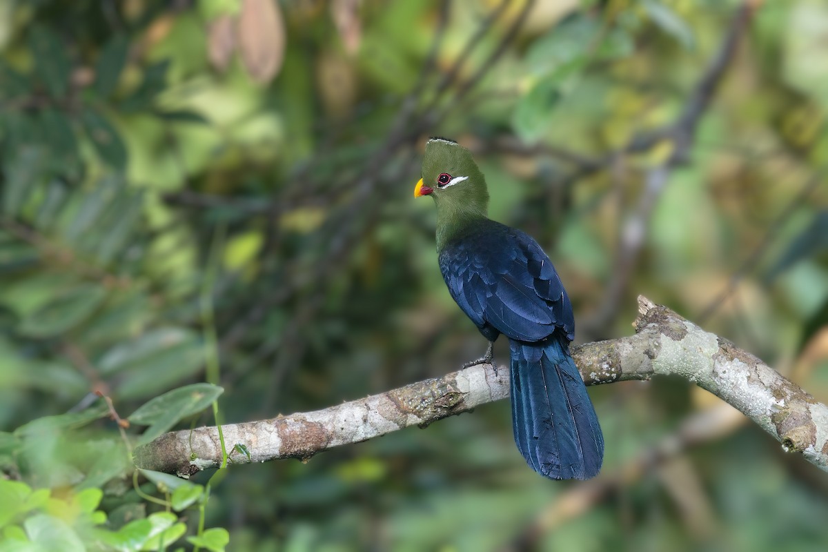 Yellow-billed Turaco - ML394677181