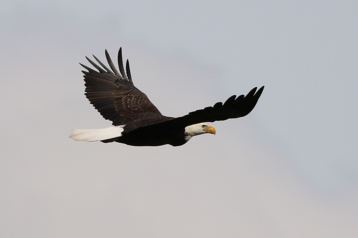 Bald Eagle - Sandi Templeton