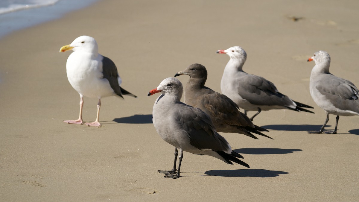 Heermann's Gull - ML394678051